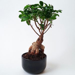 Fiddle Leaf Fig