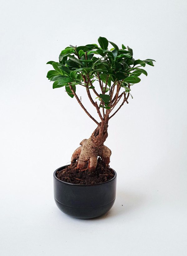 Fiddle Leaf Fig